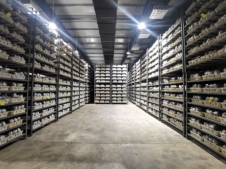 生(shēng)态松茸菌棒